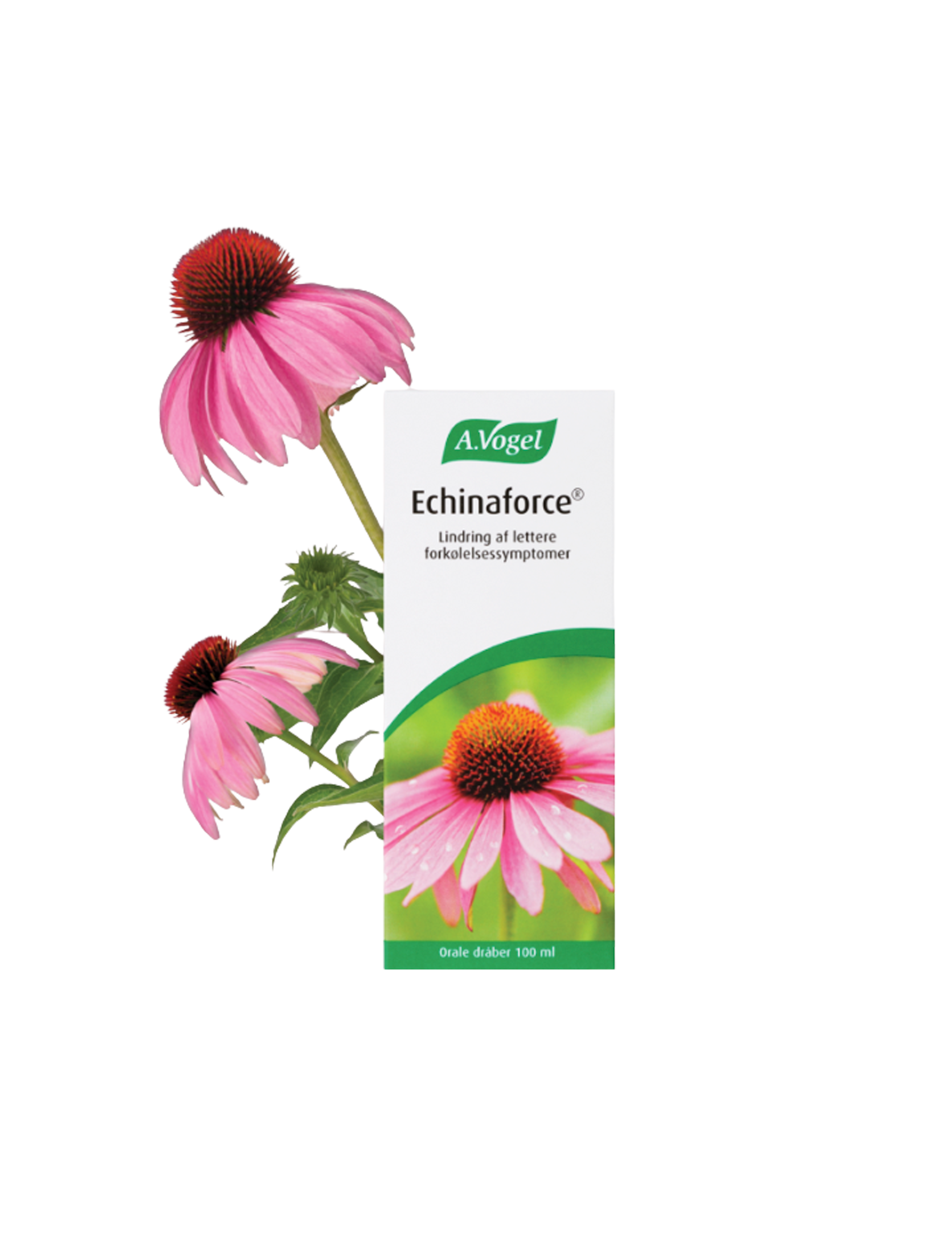 Echinaforce 100 ml