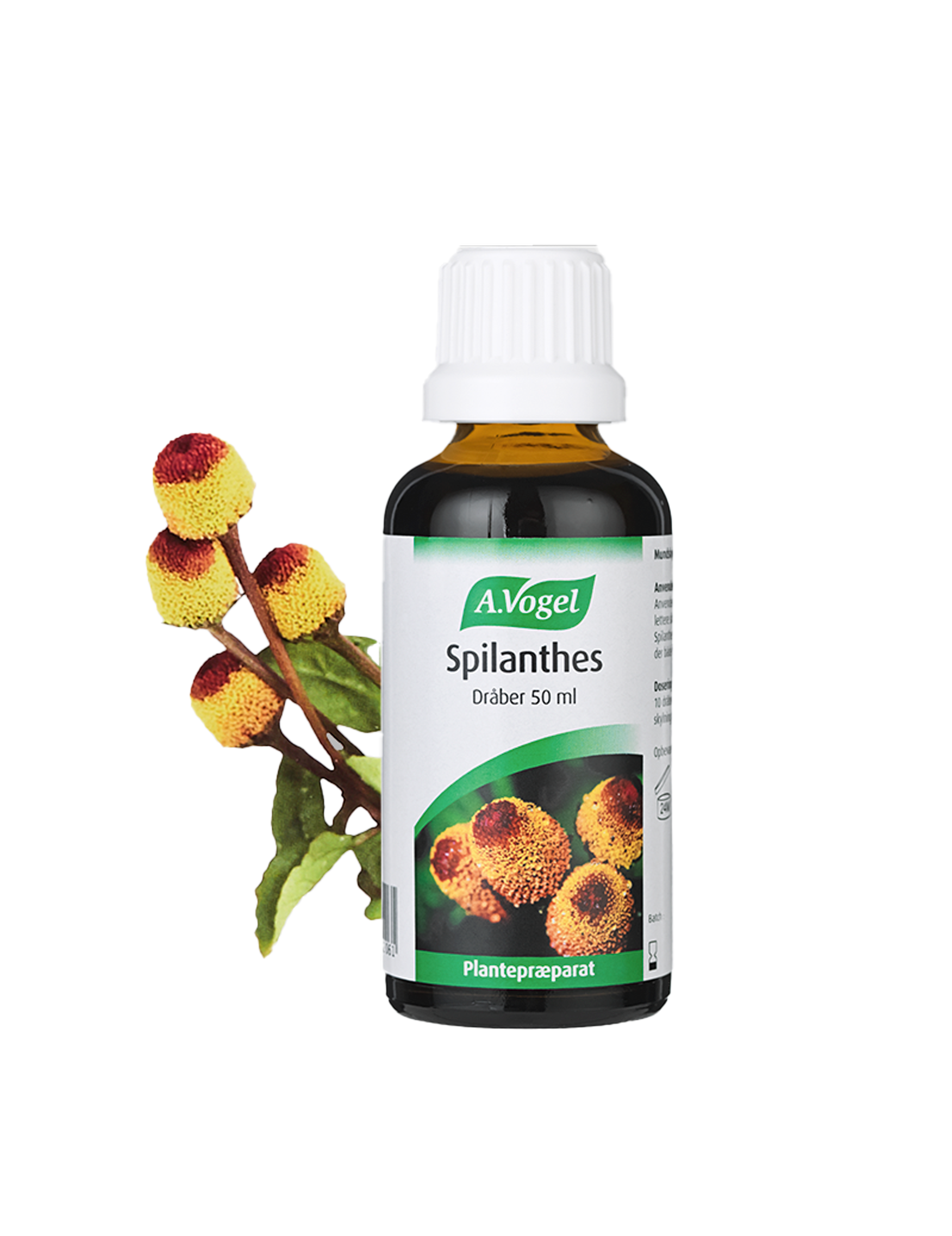 Spilanthes 50 ml